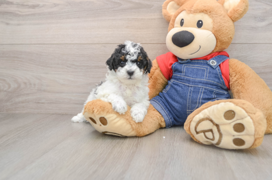 NEGAN, a Poodle littermate