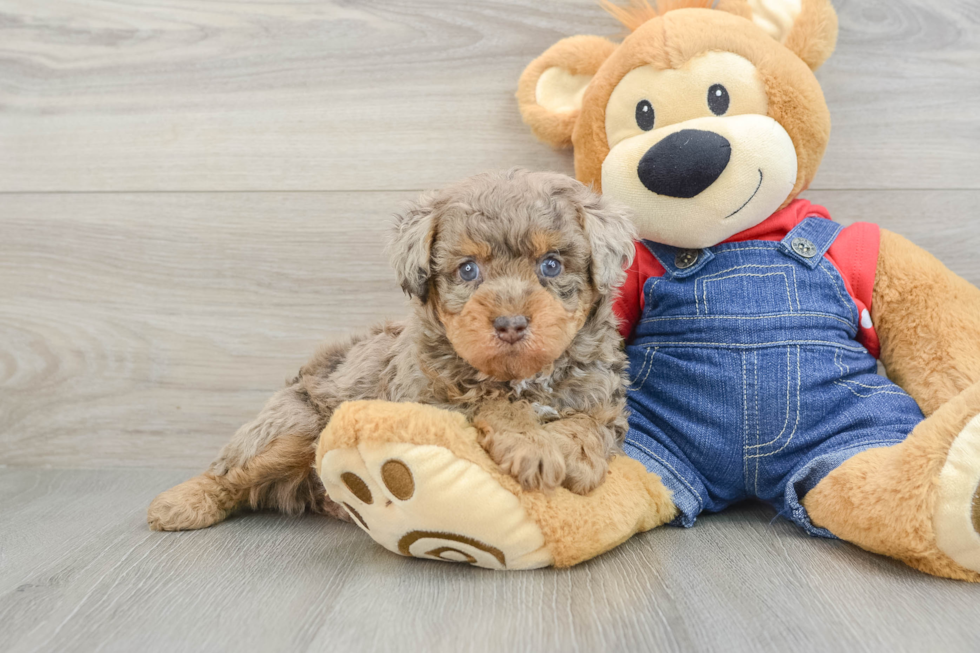 Poodle Puppy for Adoption