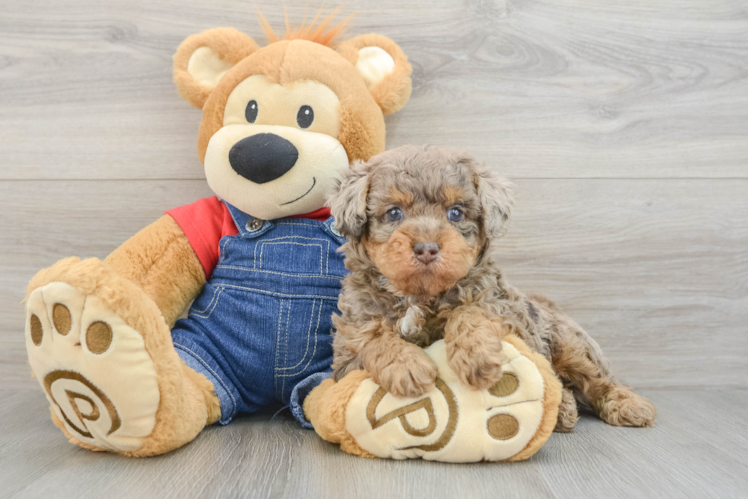 Hypoallergenic Poodle Purebred Pup