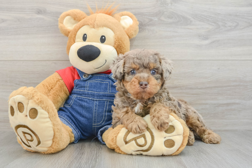 Hypoallergenic Poodle Purebred Pup