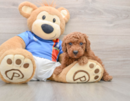 6 week old Poodle Puppy For Sale - Premier Pups