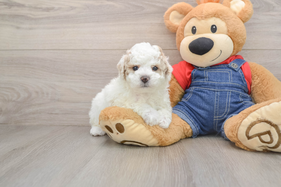 Adorable Pudel Purebred Puppy