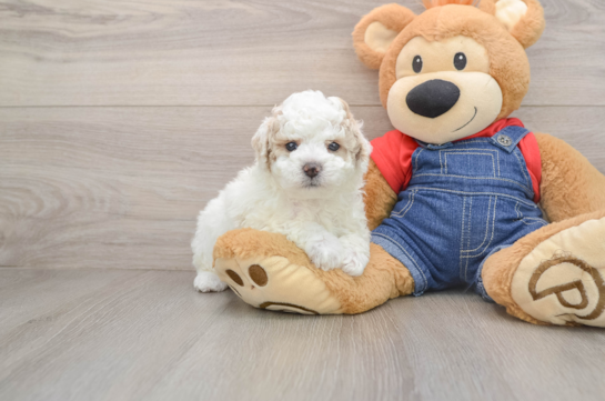 NEYMAR, a Poodle littermate