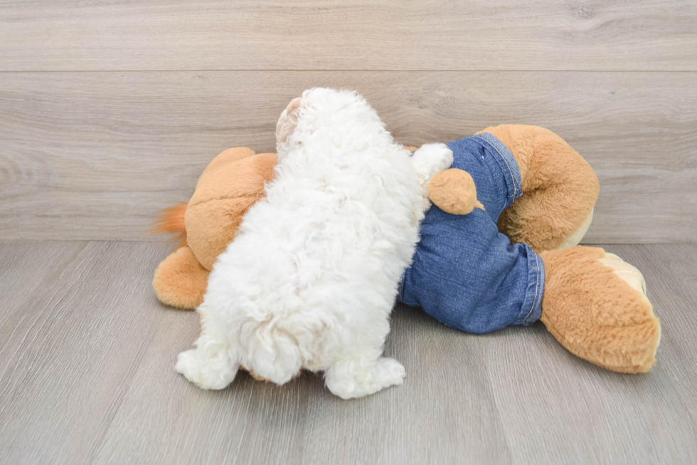 Fluffy Pooodle Purebred Puppy