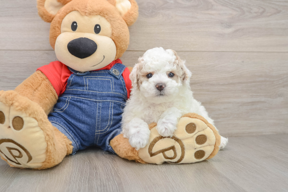 Playful Poodle Purebred Pup