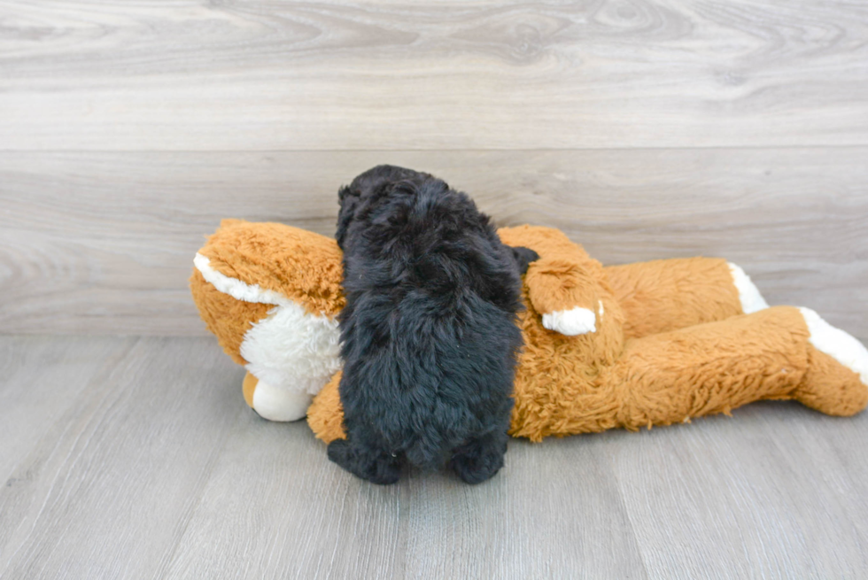 Playful Poodle Baby
