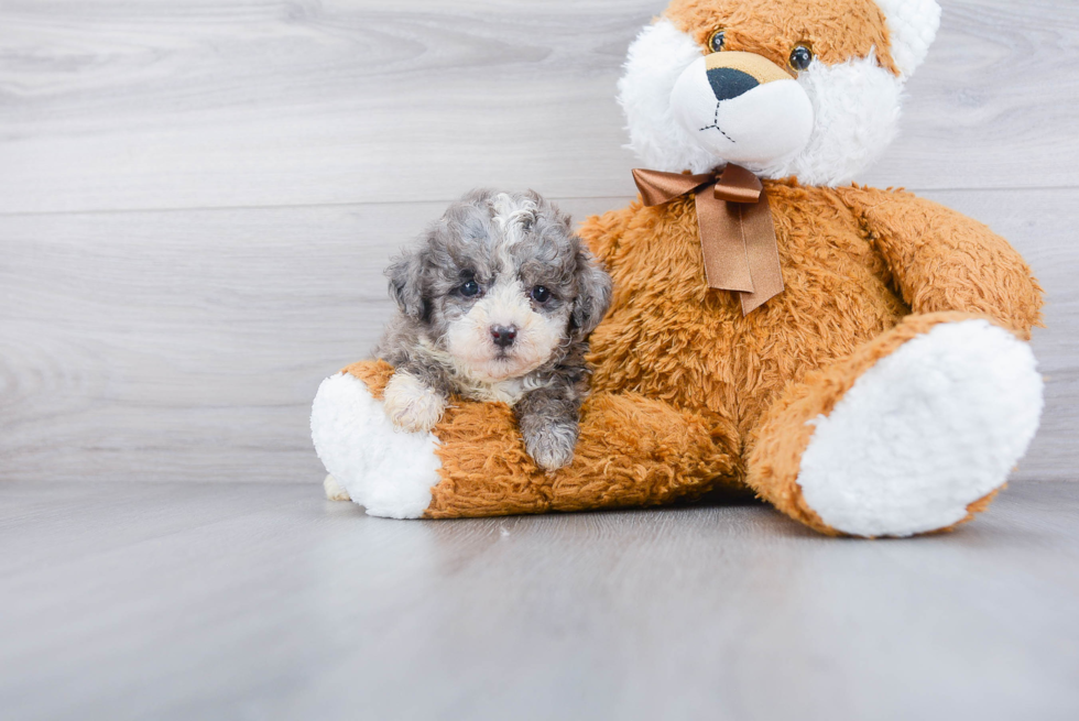 Popular Poodle Purebred Pup
