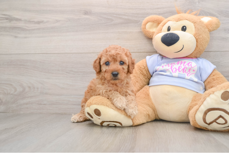 Poodle Pup Being Cute