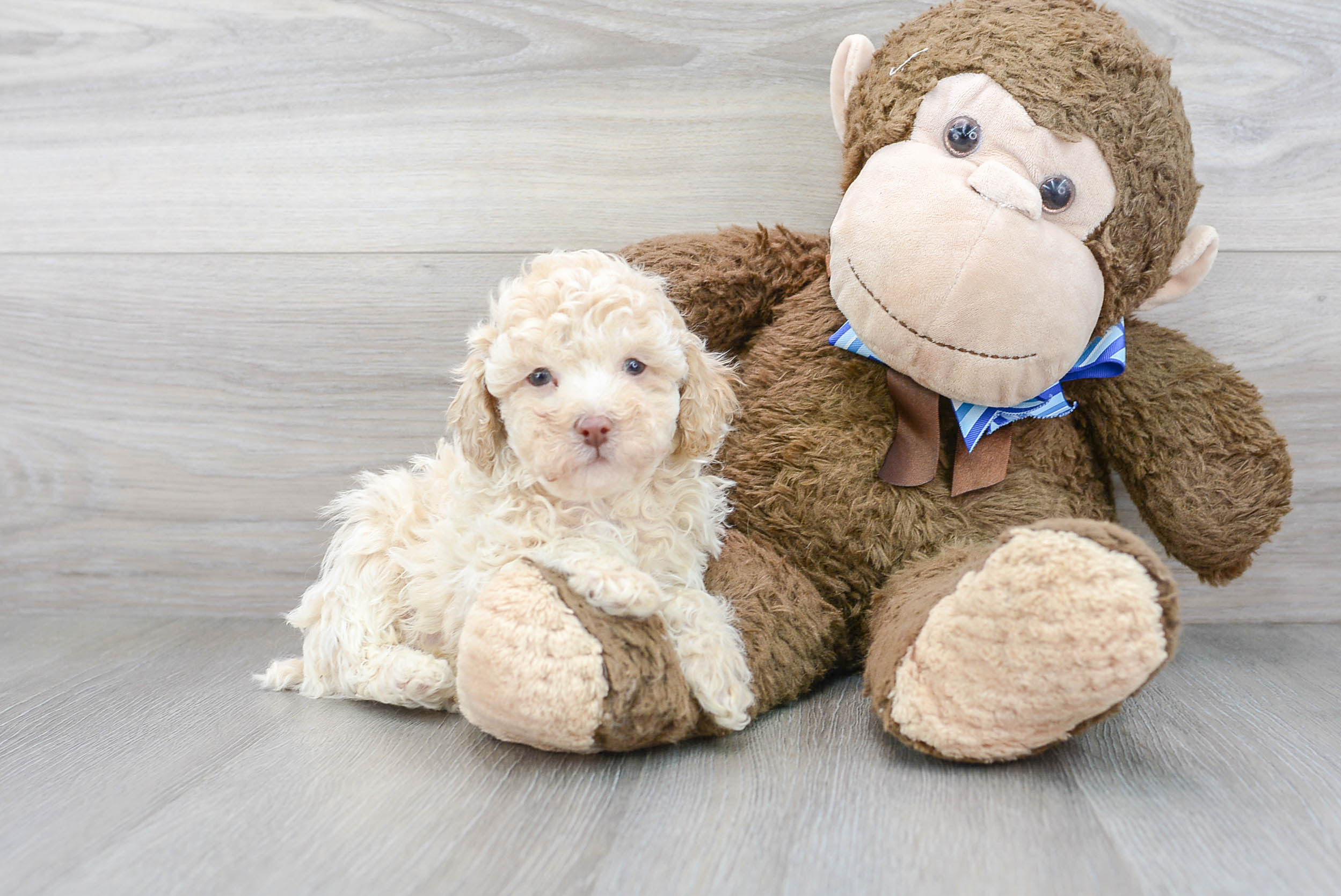 Hypoallergenic Poodle Purebred Pup