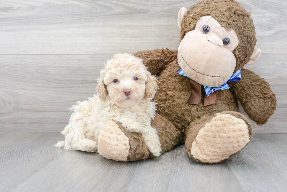 Hypoallergenic Poodle Purebred Pup