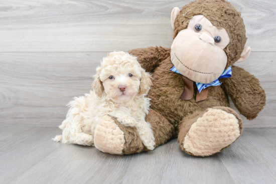 Hypoallergenic Poodle Purebred Pup