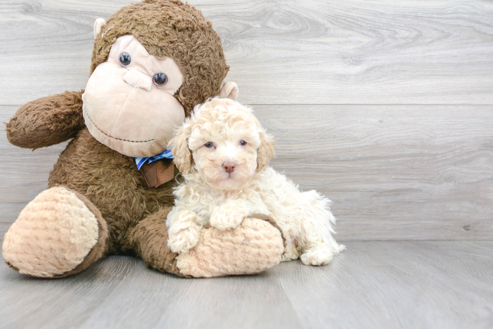 Sweet Pudle Purebred Puppy