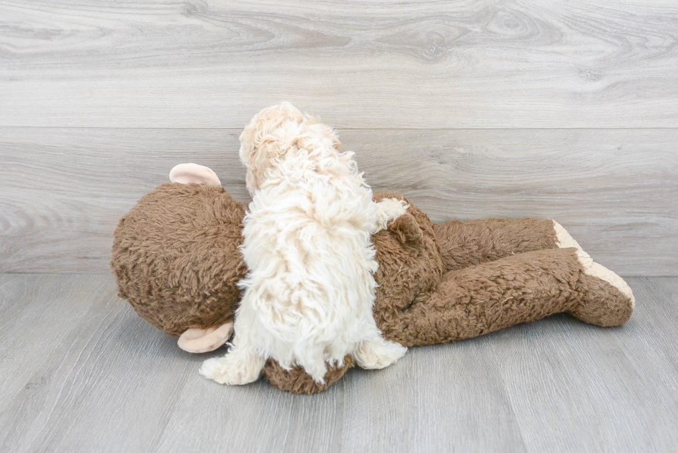 Funny Poodle Purebred Pup