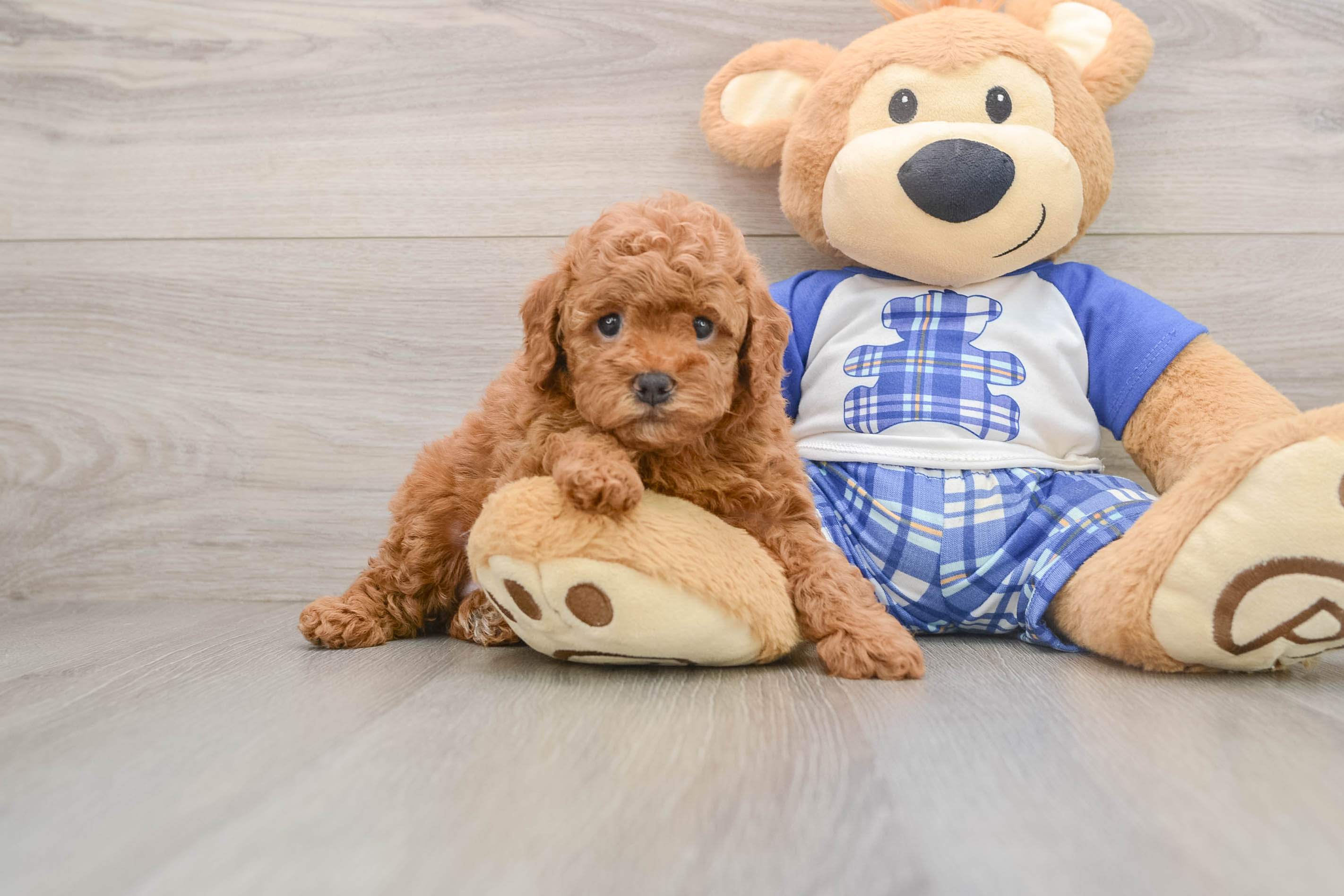 Akc Registered Poodle Baby