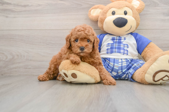 OLIVIA, a Poodle littermate
