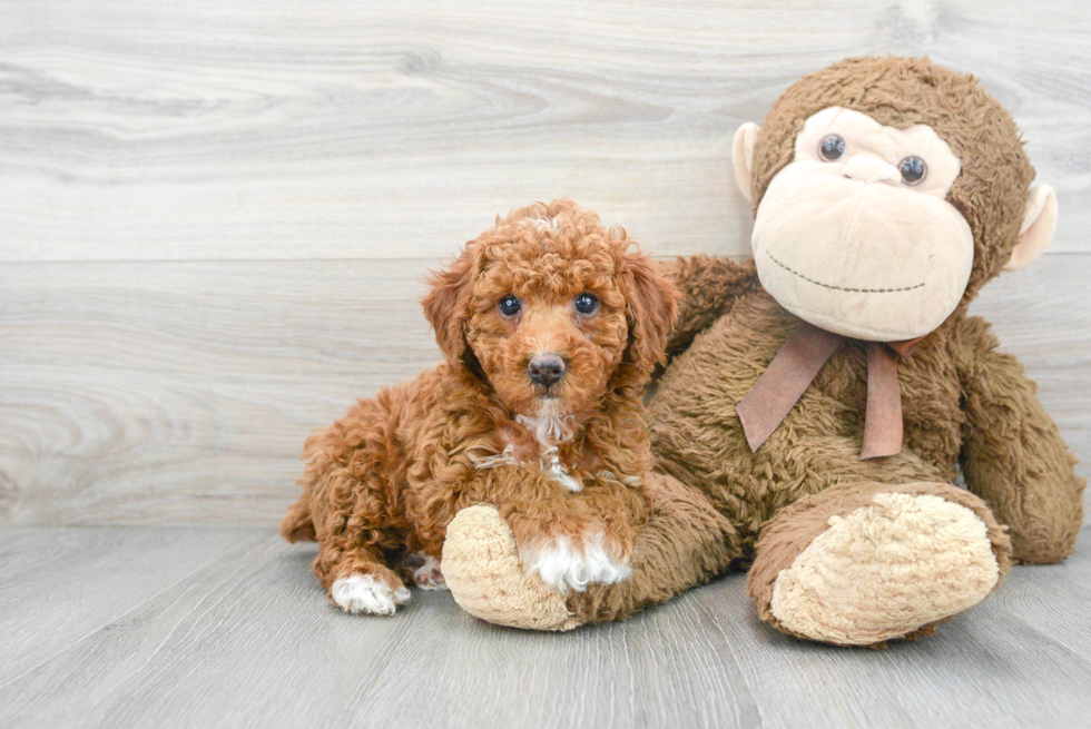 Sweet Pudle Purebred Puppy