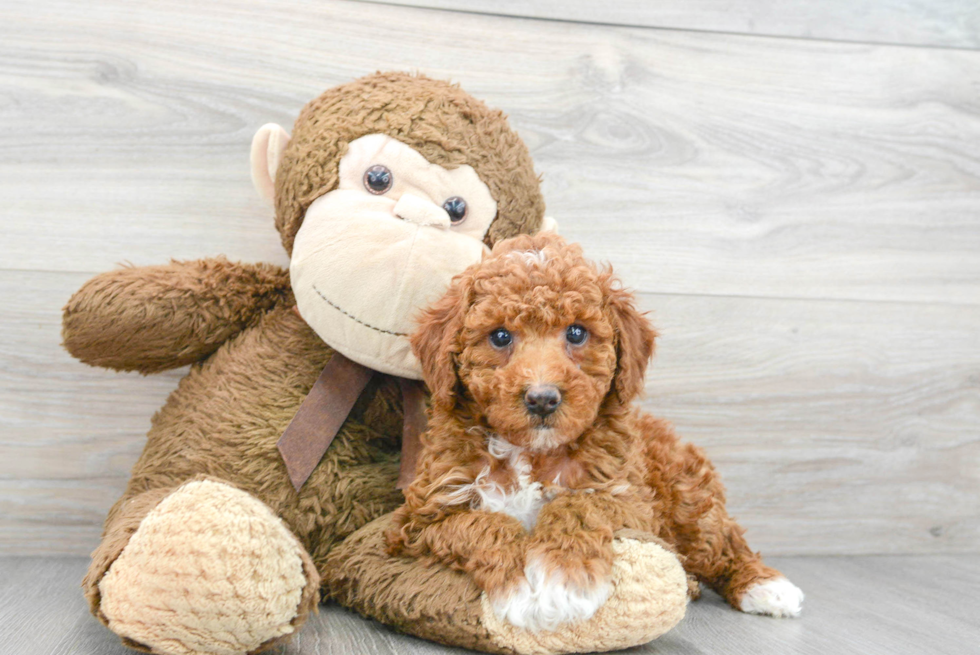 Poodle Puppy for Adoption