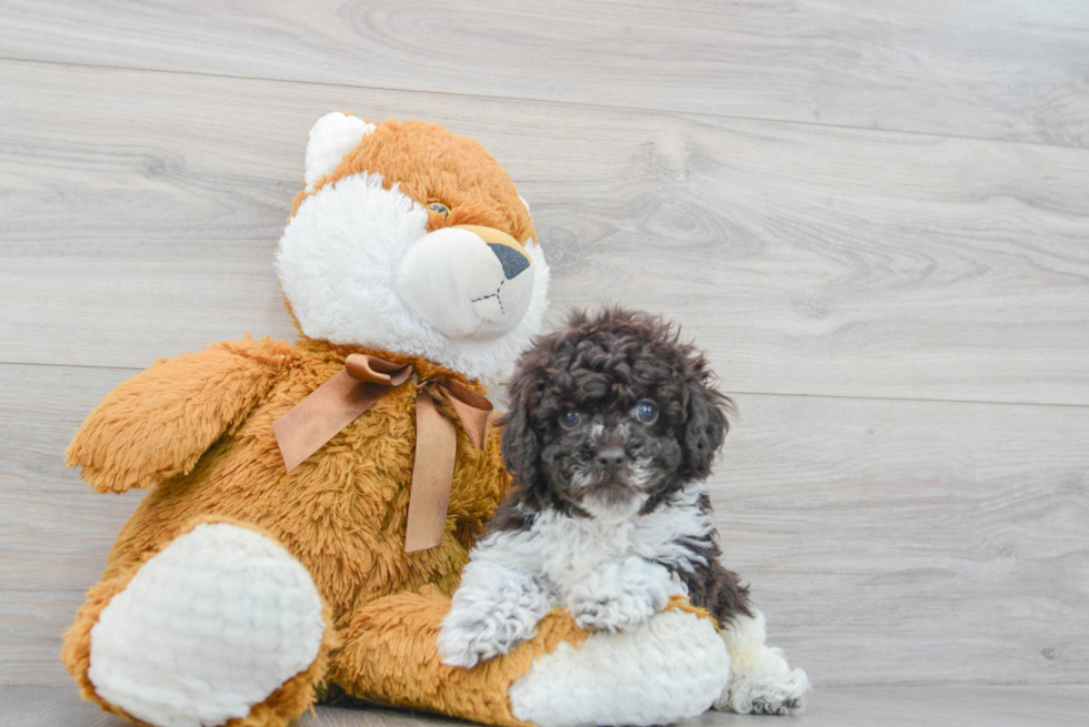 Small Poodle Purebred Pup