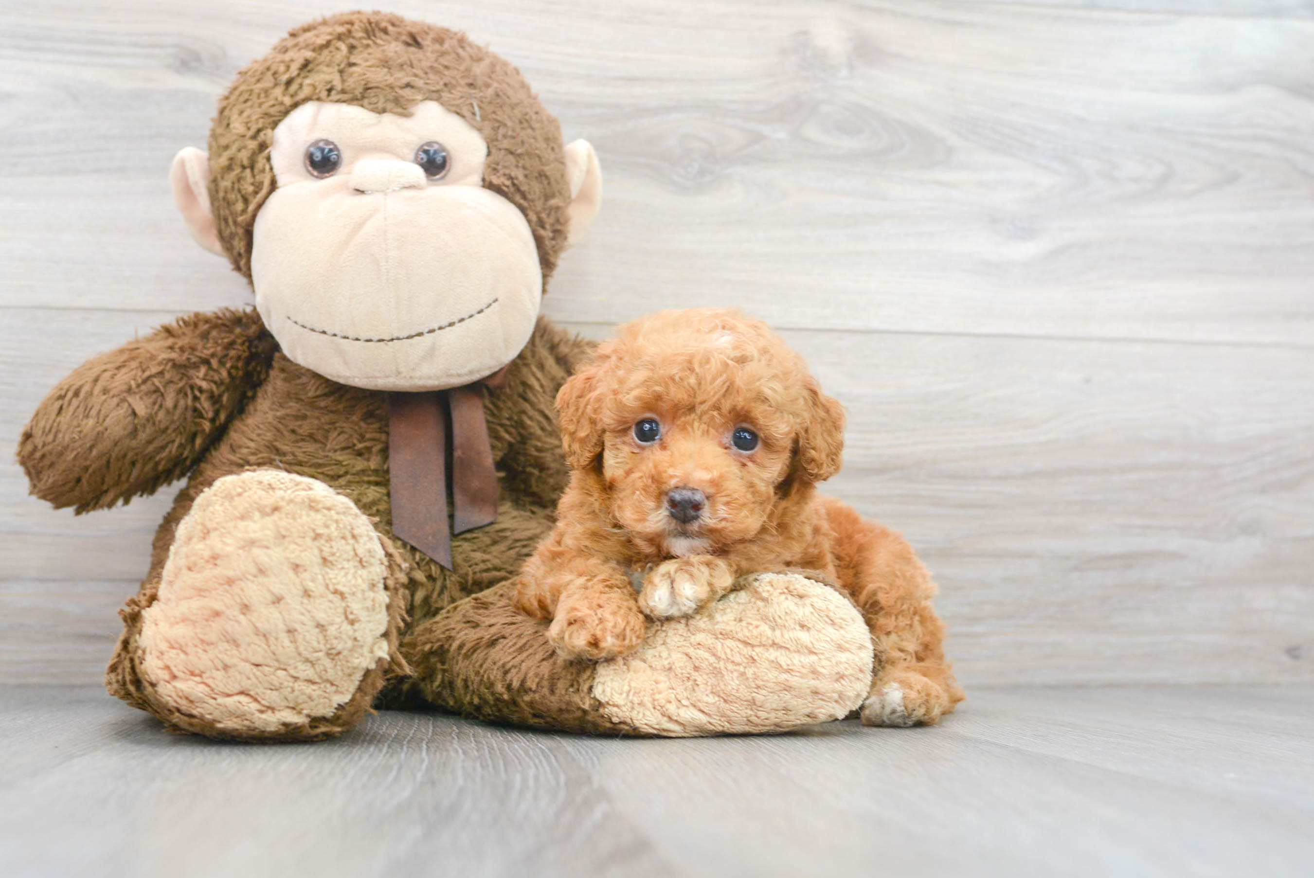 Akc Registered Poodle Purebred Pup