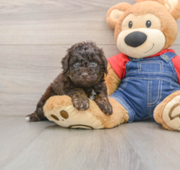 7 week old Poodle Puppy For Sale - Premier Pups