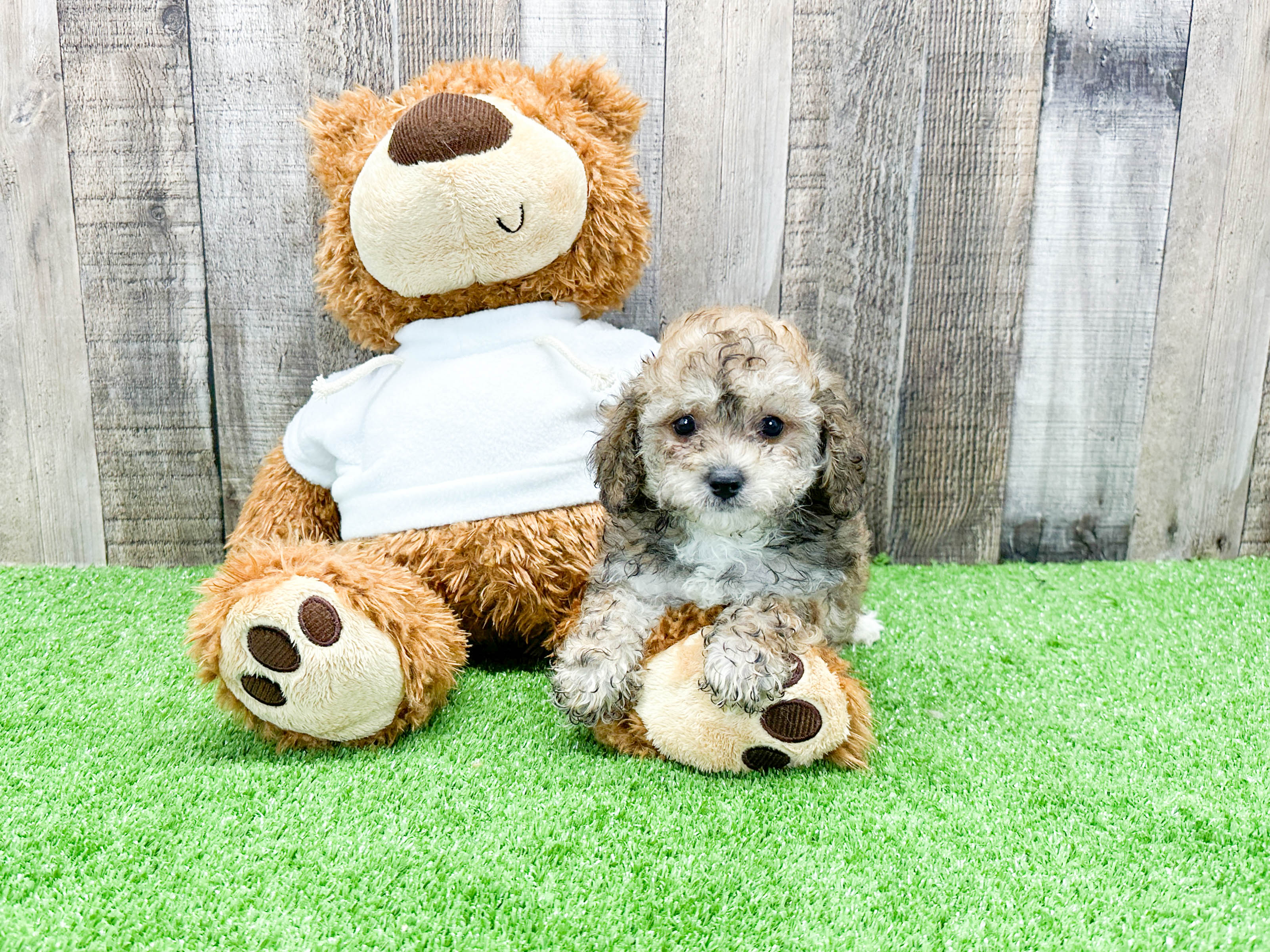 Poodle Pup Being Cute