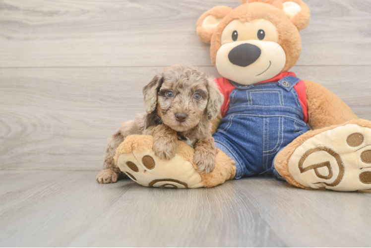 Poodle Puppy for Adoption