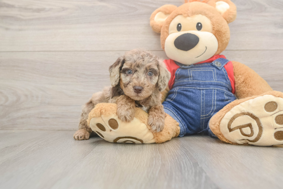 Poodle Puppy for Adoption