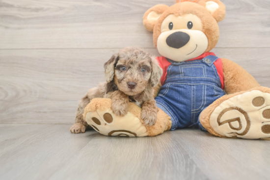 Poodle Puppy for Adoption