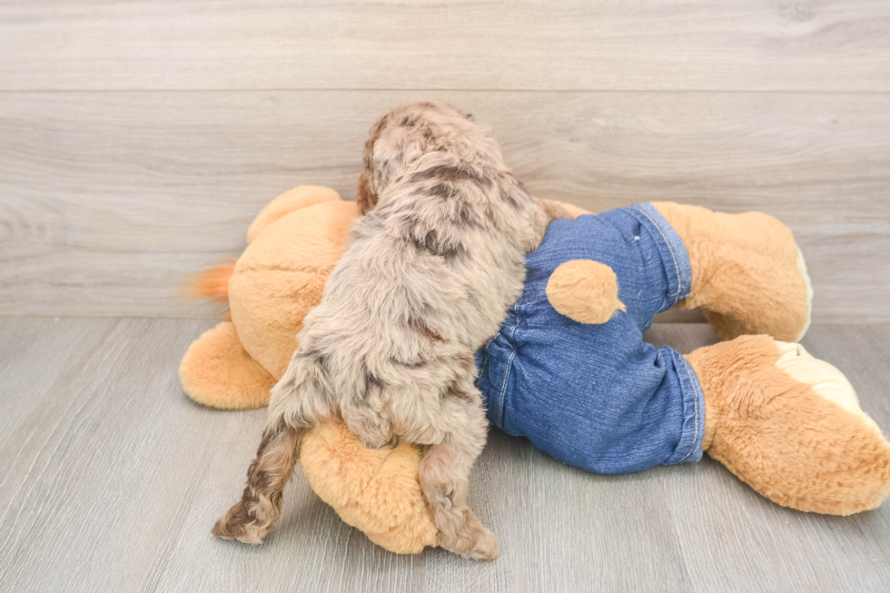 Sweet Pooodle Purebred Puppy