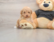 7 week old Poodle Puppy For Sale - Premier Pups