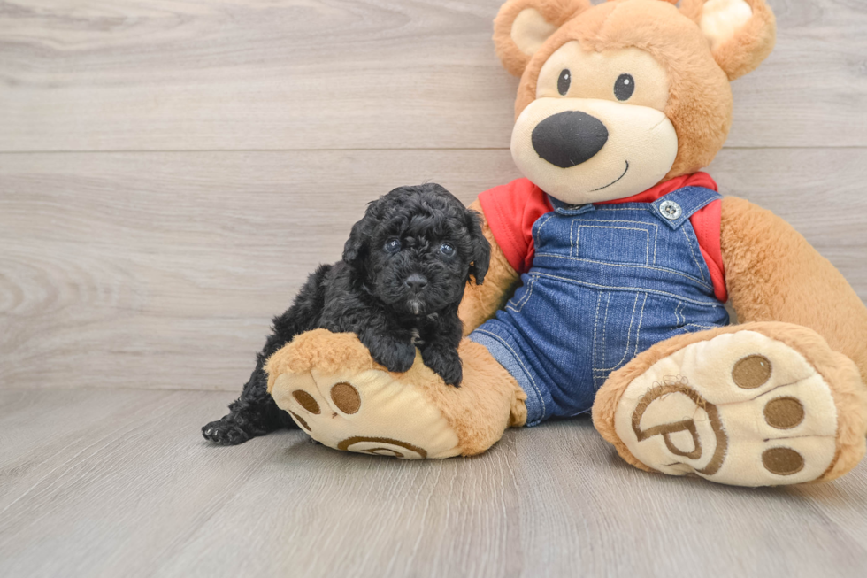 Hypoallergenic Poodle Purebred Pup