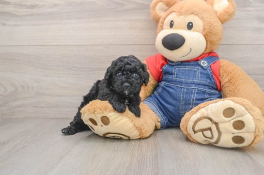 PARFAIT, a Poodle littermate