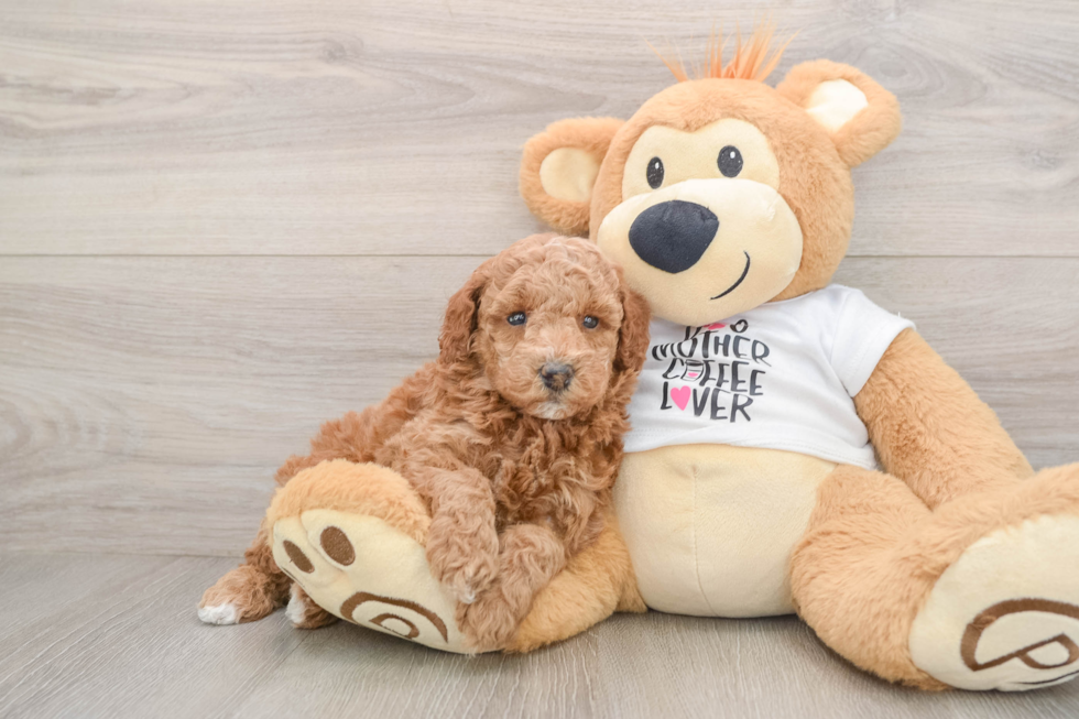 Poodle Pup Being Cute