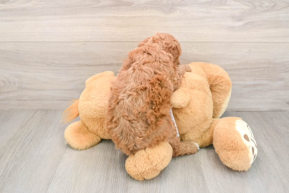 Little Poodle Purebred Pup