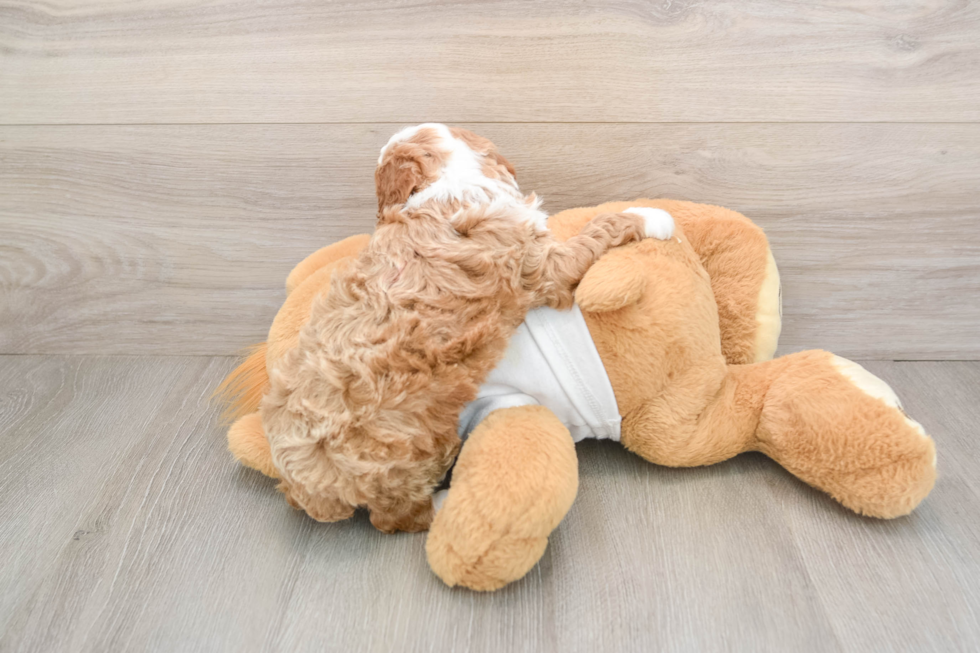 Poodle Puppy for Adoption