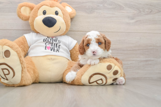 Poodle Pup Being Cute