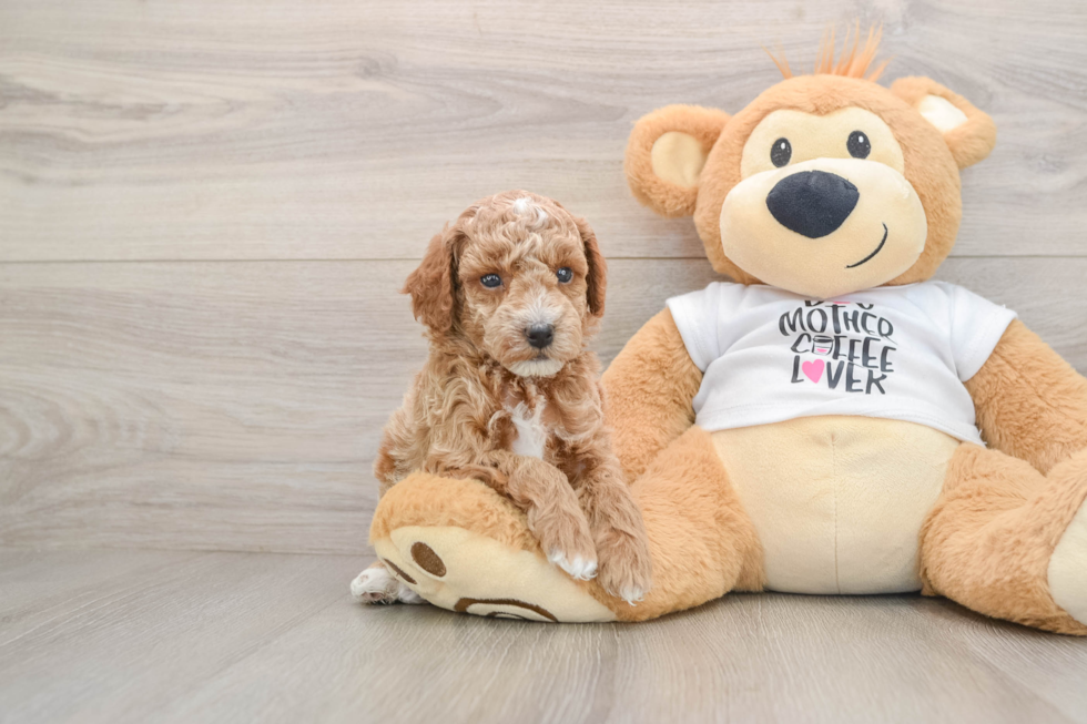 Smart Pooodle Purebred Puppy