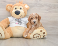 7 week old Poodle Puppy For Sale - Premier Pups