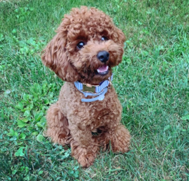 Poodle Puppies For Sale - Premier Pups