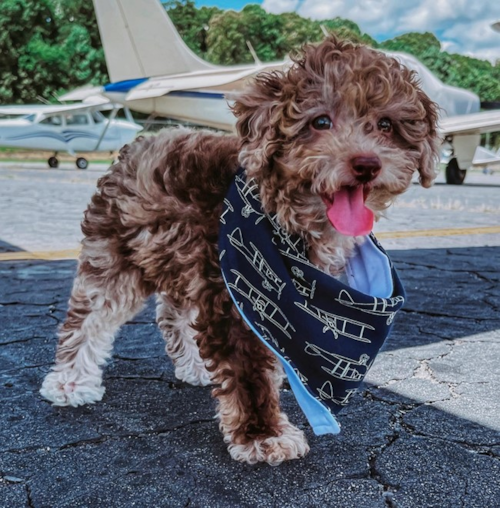 Brown Merle Poodle wearing a scarf
