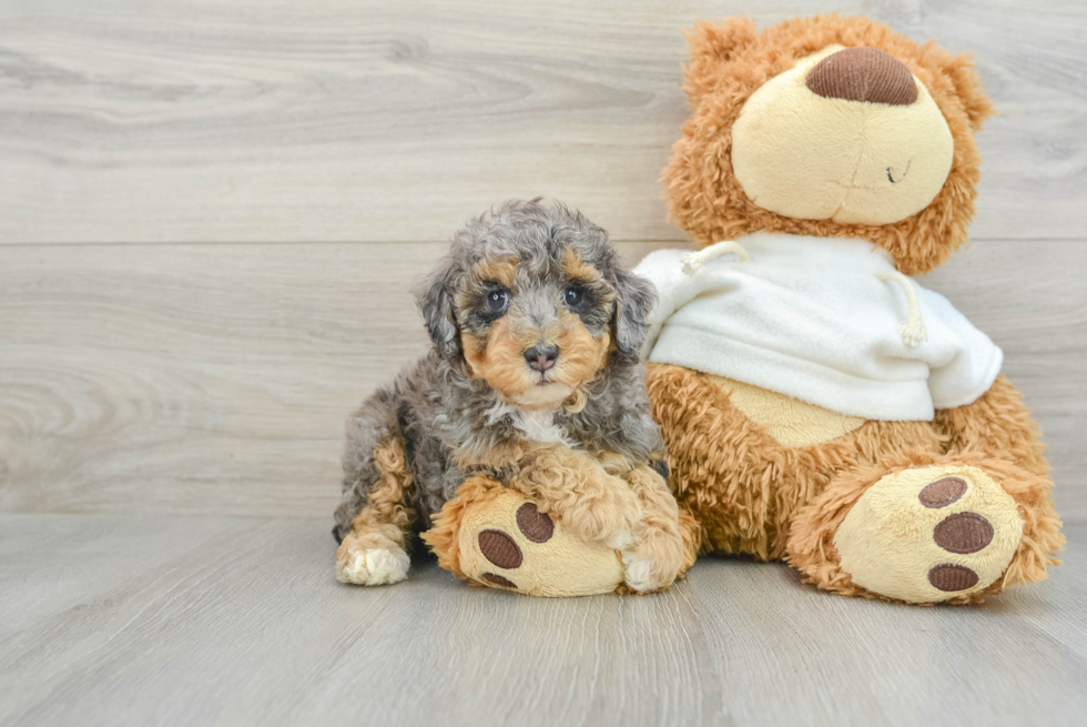 Poodle Pup Being Cute