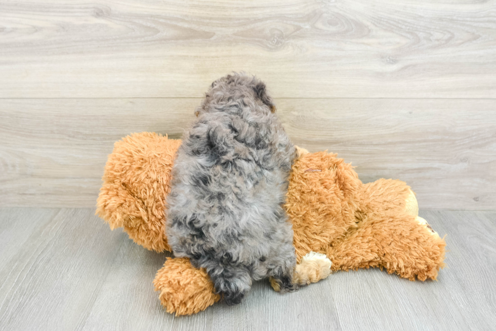 Poodle Pup Being Cute
