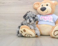 8 week old Poodle Puppy For Sale - Premier Pups