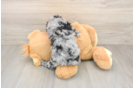Akc Registered Poodle Purebred Pup