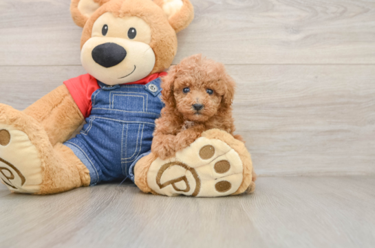 RAELYNN, a Poodle littermate