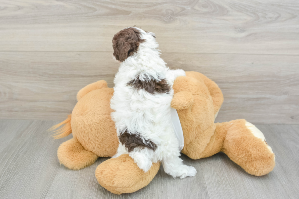 Adorable Pooodle Purebred Puppy
