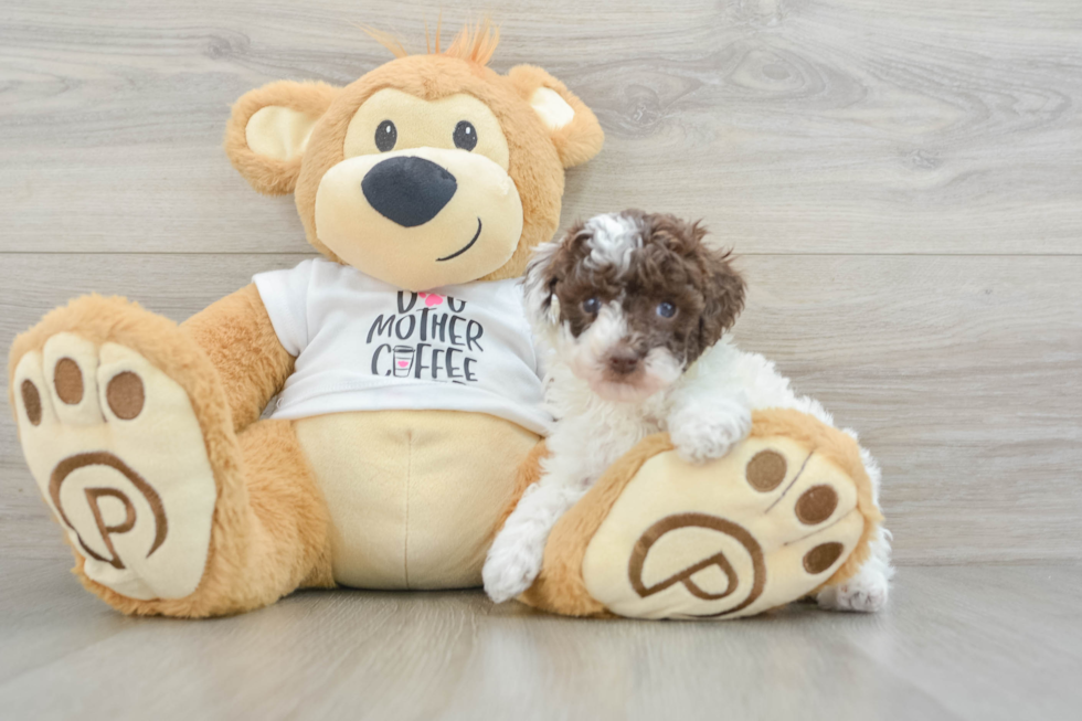 Poodle Puppy for Adoption