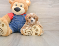 7 week old Poodle Puppy For Sale - Premier Pups