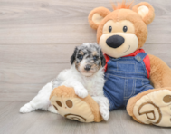 7 week old Poodle Puppy For Sale - Premier Pups