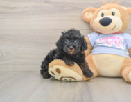 7 week old Poodle Puppy For Sale - Premier Pups